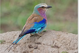 Lila breasted Roller